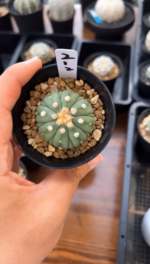 实生根星兜仙人球编码212