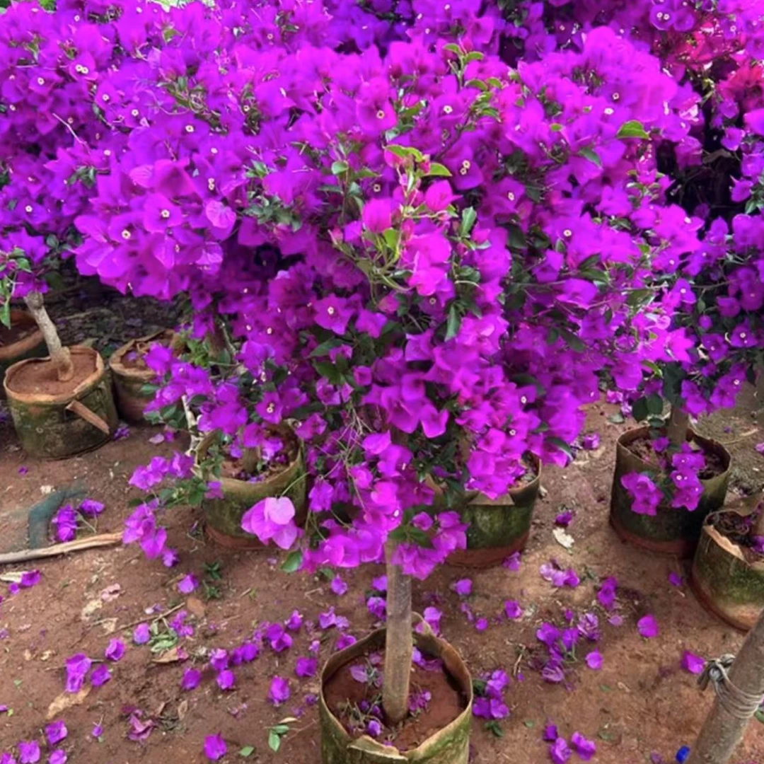 三角梅盆栽花卉带新鲜叶原土发货适合阳台庭院种植