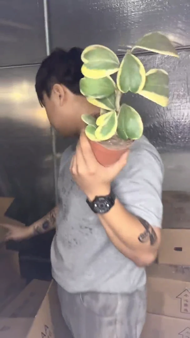 母本 心叶球兰 自然锦【带根】