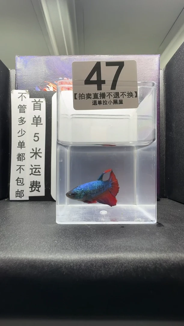 斗鱼母鱼编号：47