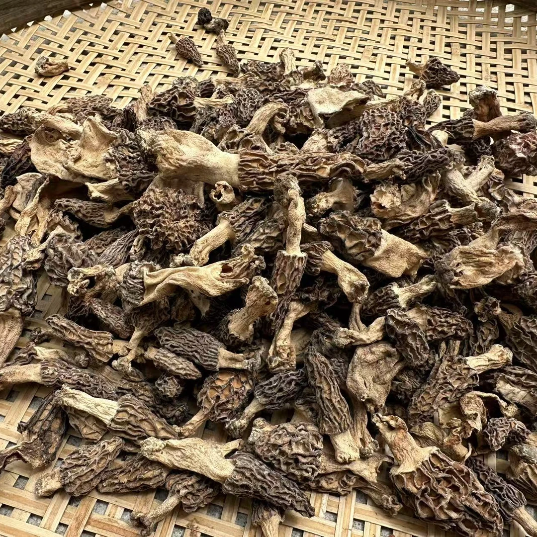 高原羊肚菌 自然生长