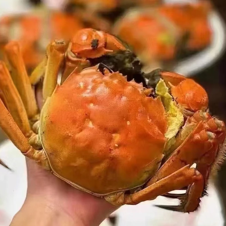 【活蟹现发】苏州精品大闸蟹全母蟹4两 现货冷链包邮 8只