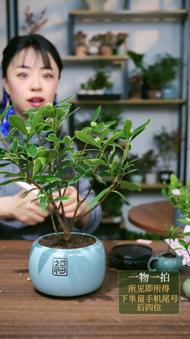 【闪购商品】71---7352瑞香蓝福