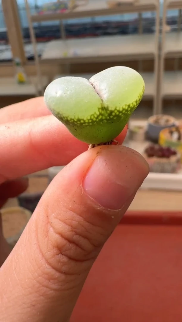13-237多肉植物肉锥