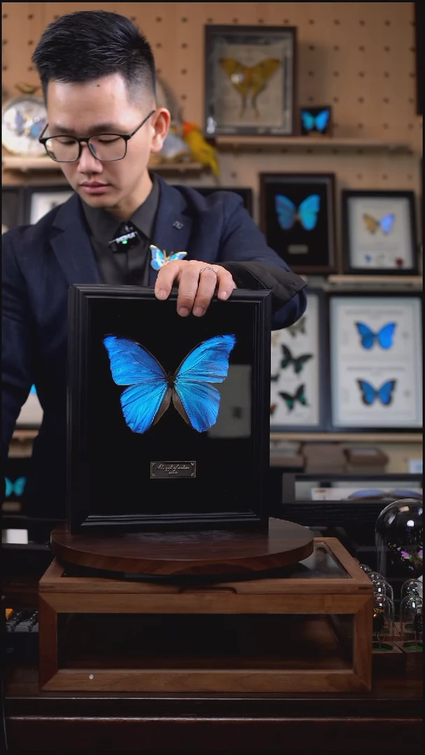 大蓝闪蝶黑绒底版10寸欧式框（带证书）