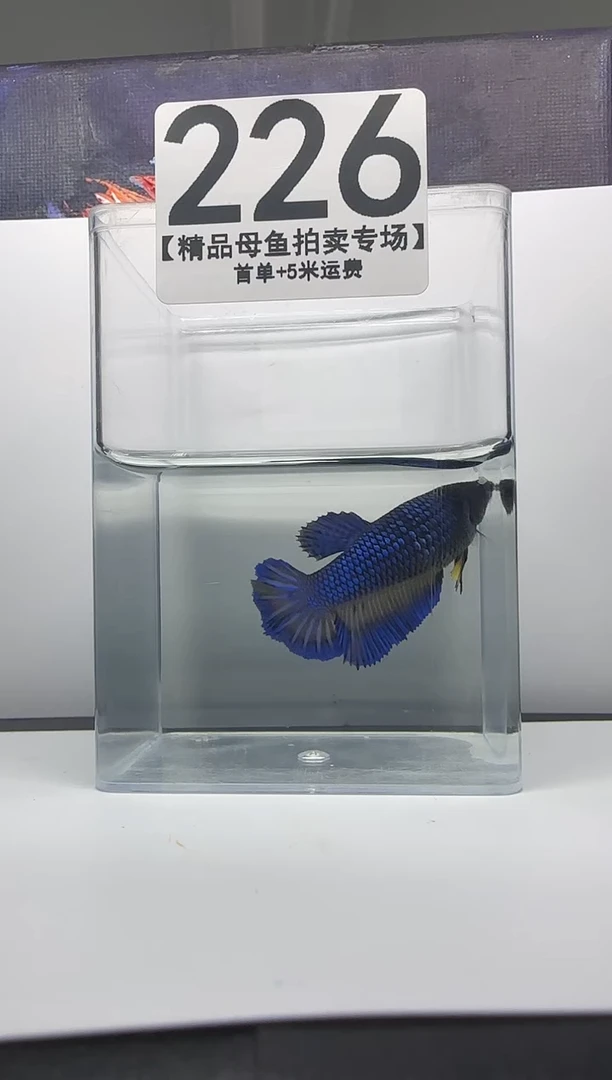 斗鱼母鱼编号：226