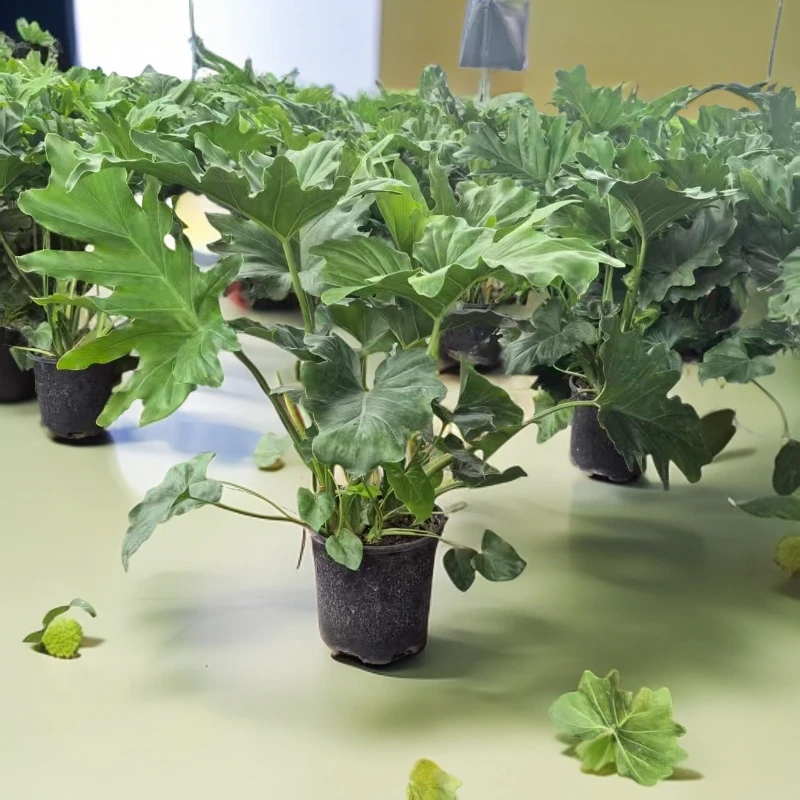 龙鳞春羽绿植盆栽四季常绿室内好养水培土培植物净化空气原盆原土