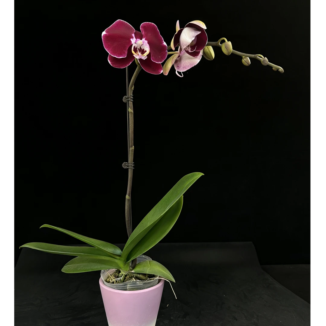 黑马花业（幻影）3.0寸杯全花发货