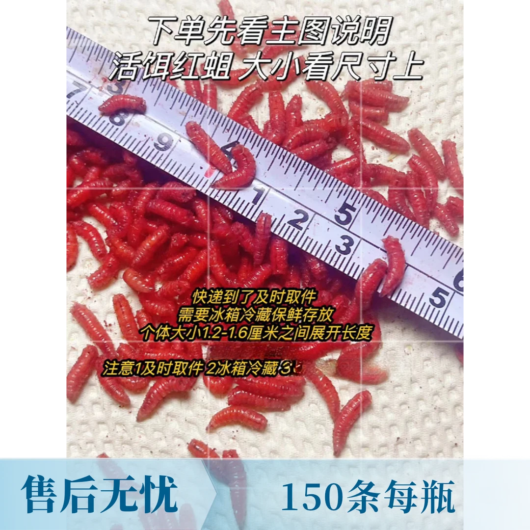 活饵红蛆虫大个体鱼饵野钓溪流虫饵鲜活饵鲫鱼白条1.4-1.6厘米