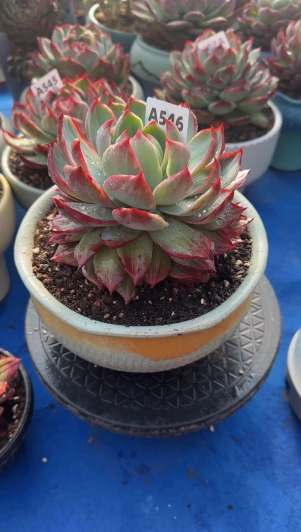 【闪购商品】A546惊鸿仙子（裸根发货）