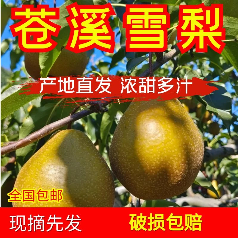 四川广元苍溪雪梨应季新鲜黄皮秤砣梨香脆多汁水果新鲜水果包邮