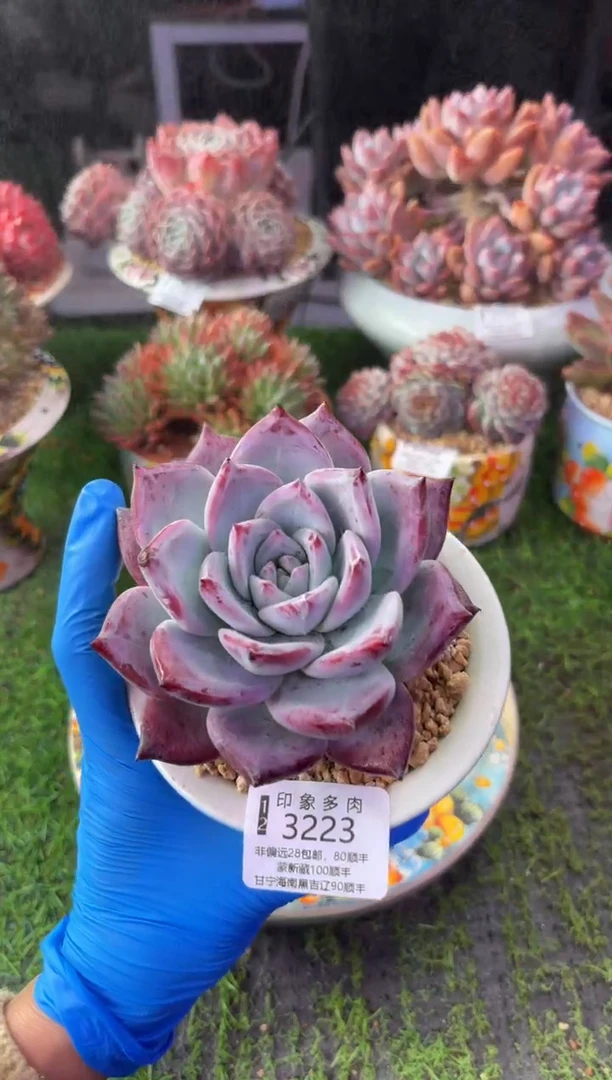 昆明印象多肉3223