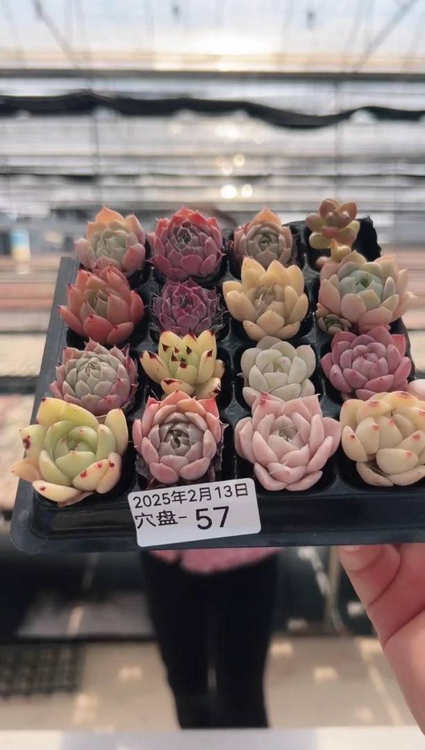 【闪购商品】穴盘-57