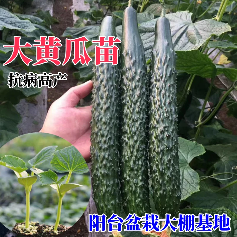 黄瓜苗秧苗四季水果黄瓜苗老品种旱黄瓜幼苗秋季嫁接阳台盆栽菜苗