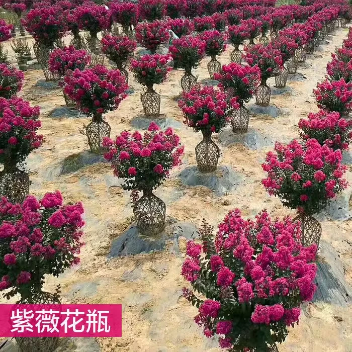 高档紫薇造型花瓶紫薇花瓶紫薇玉兰花花瓶庭院别墅风景树阮迪慧