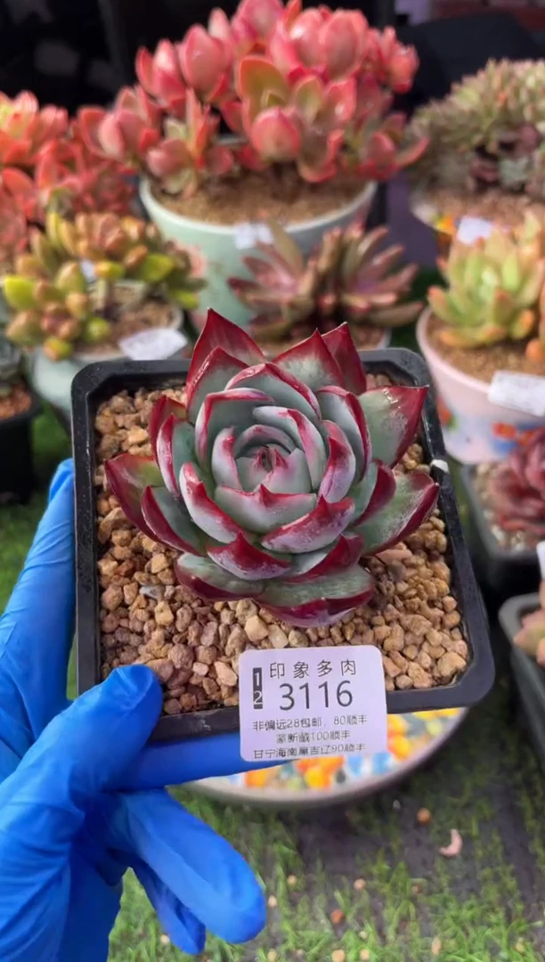 昆明印象多肉3116