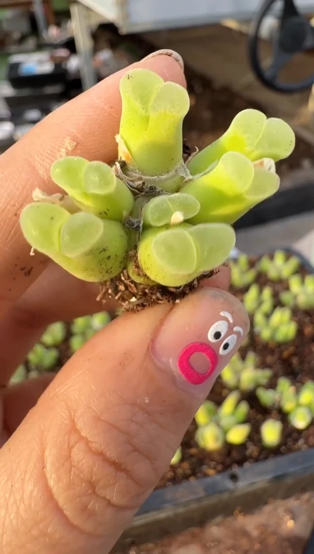 【闪购商品】16-204