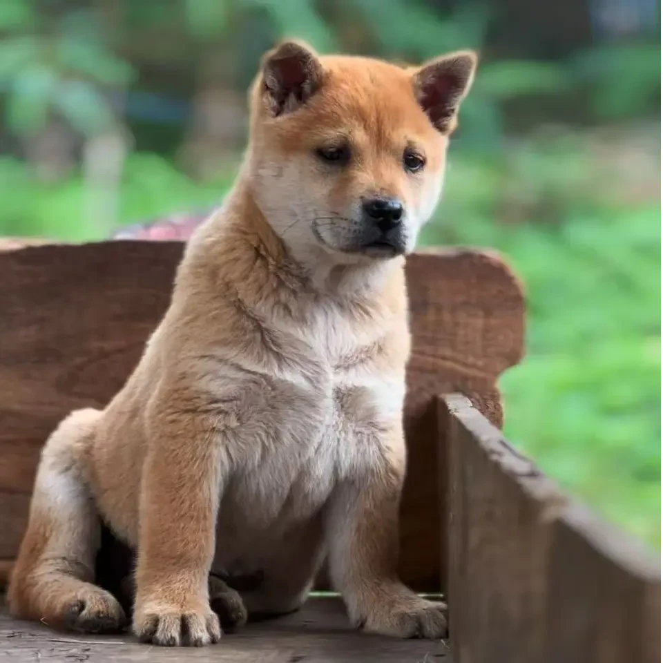 【中华田园犬】狗狗宠物活体链接