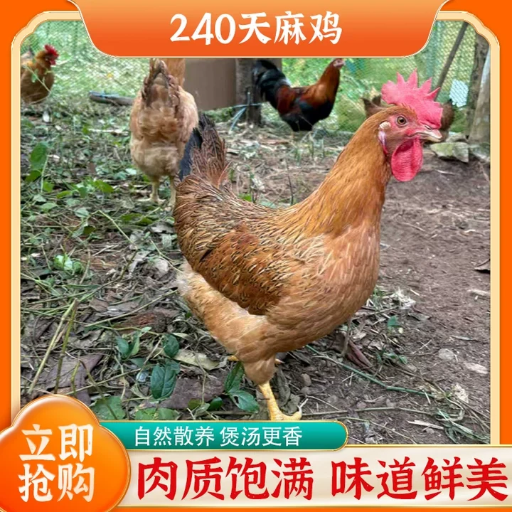怀集山林散养农家240天灵山土鸡现场挑鸡支持活发或顺丰冷链包邮
