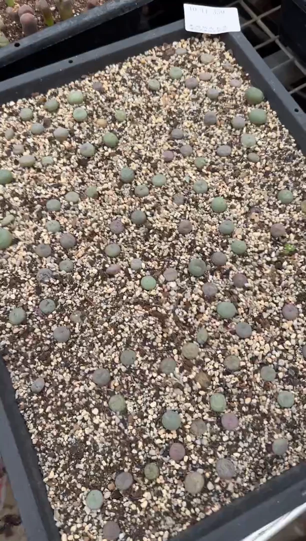 肉锥生石花11-359大g一颗