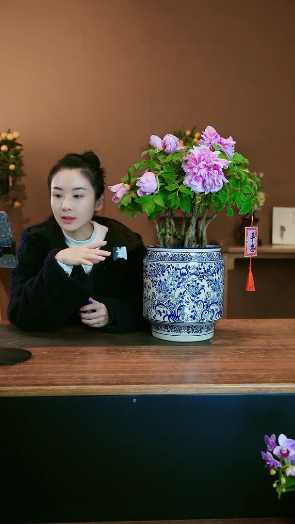 【闪购商品】盆景牡丹花