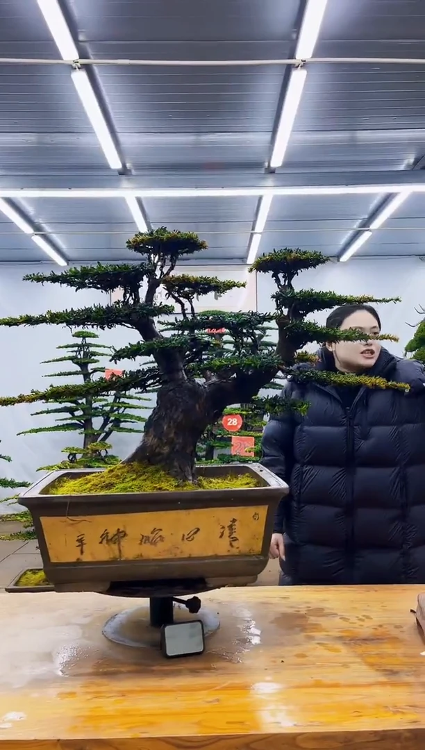 无花朵用****3一物一拍·所见即所得