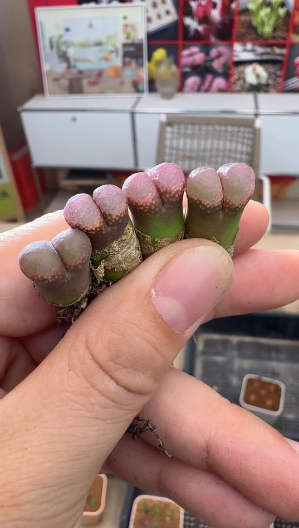 疯狂的多肉石头246松岗原株一颗