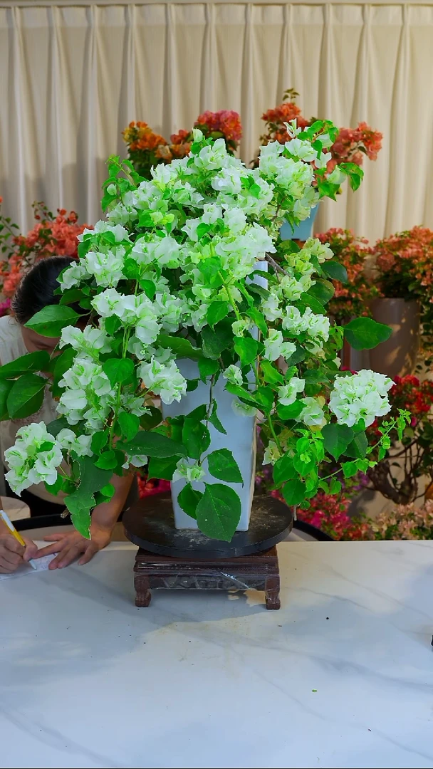 大部分开放少量花苞青苹果