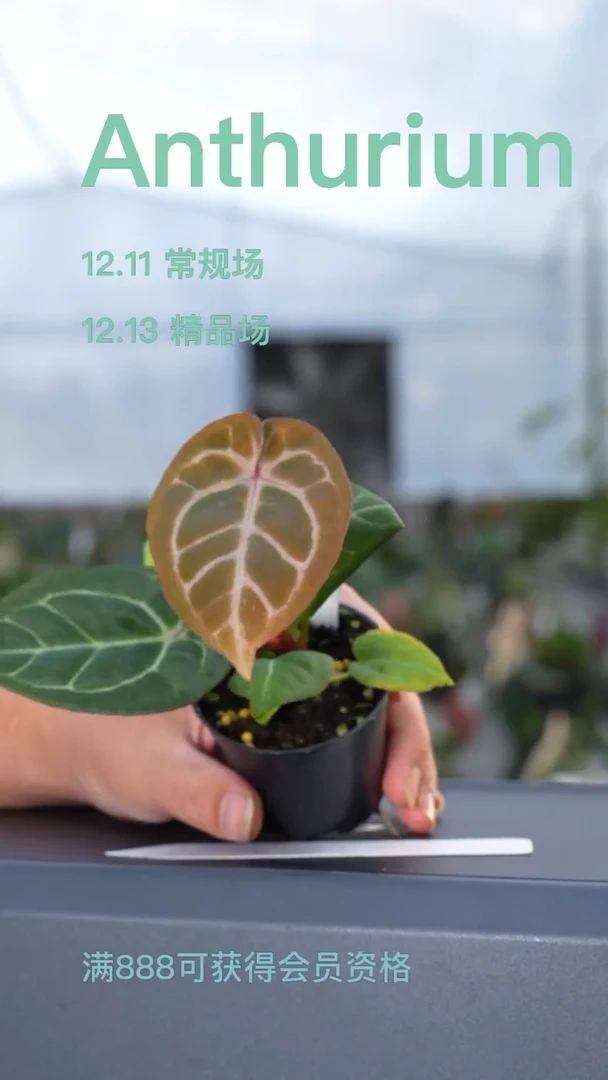 完全开放粉柠檬茄
