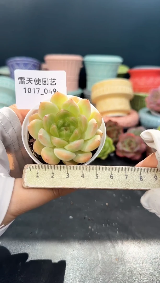 1017-049  青山 （冠幅 5 cm）