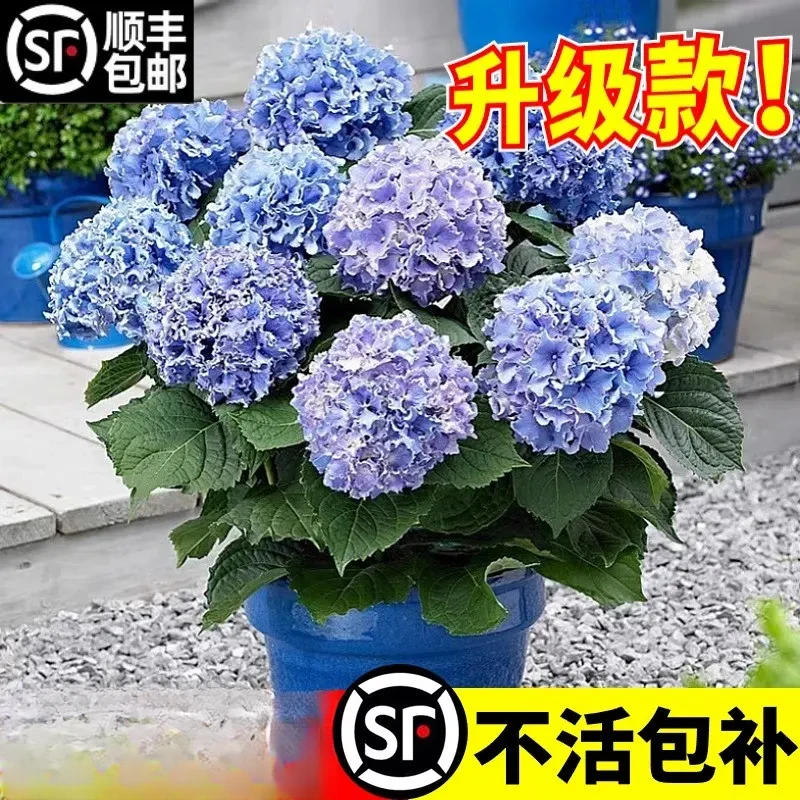 绣球花苗无尽夏四季开花绣球花盆栽带花庭院花卉室内植物花带花苞
