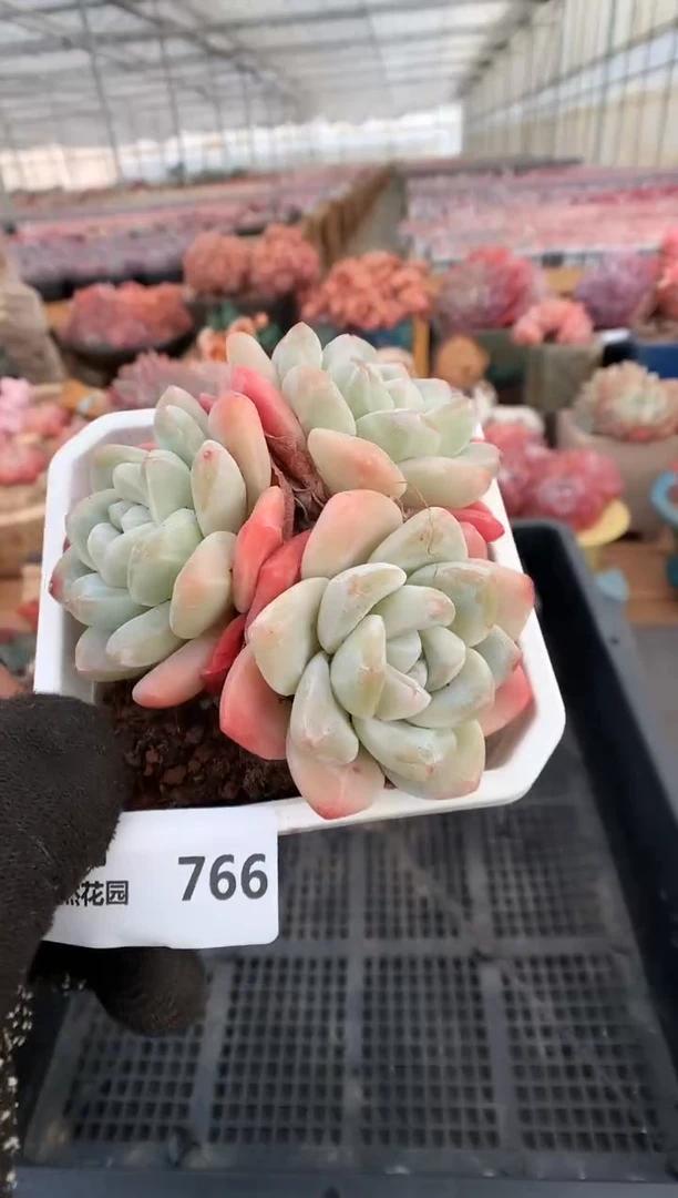 【闪购商品】766冰玉一物一拍