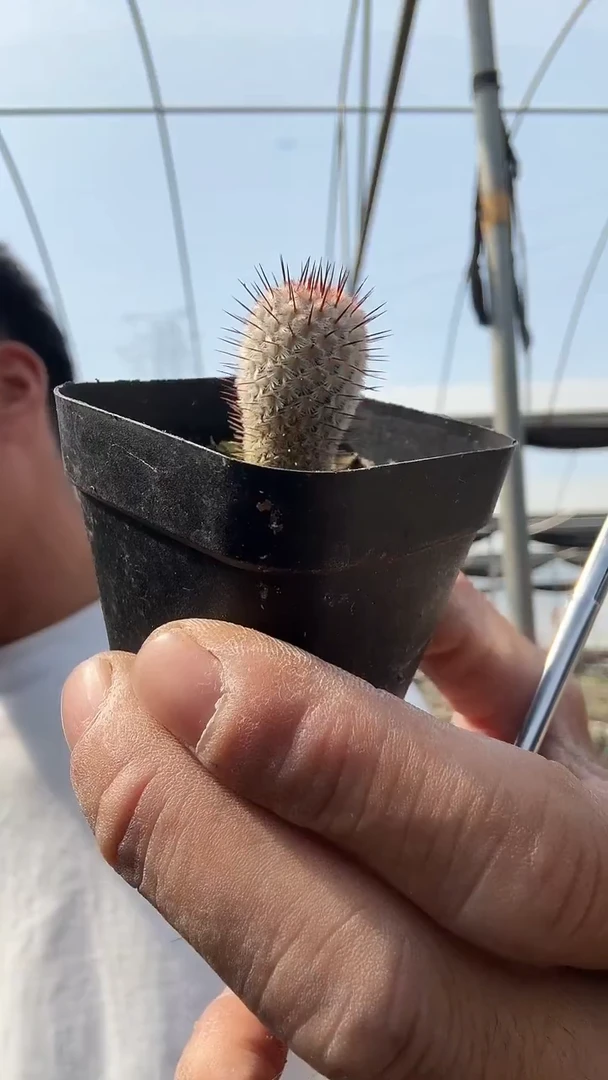 实生直刺佩雷15.99