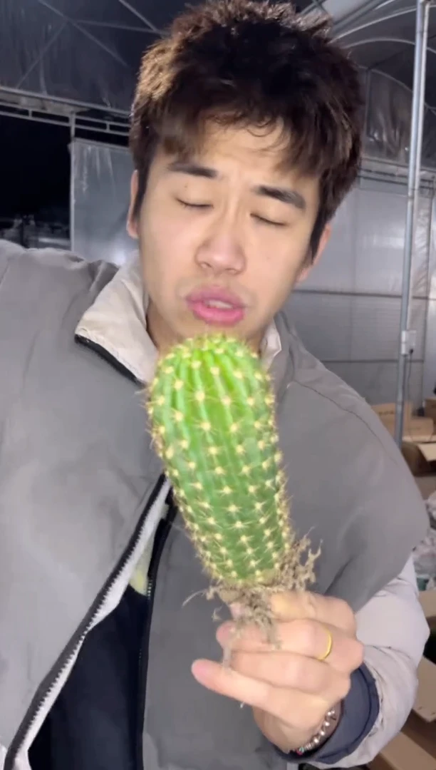 单头 时光毛花柱 不指定带崽