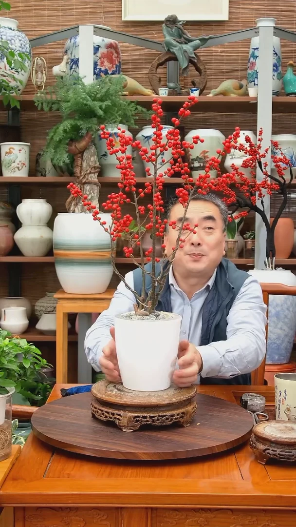 无花朵江****陈水之韵水培北美冬青