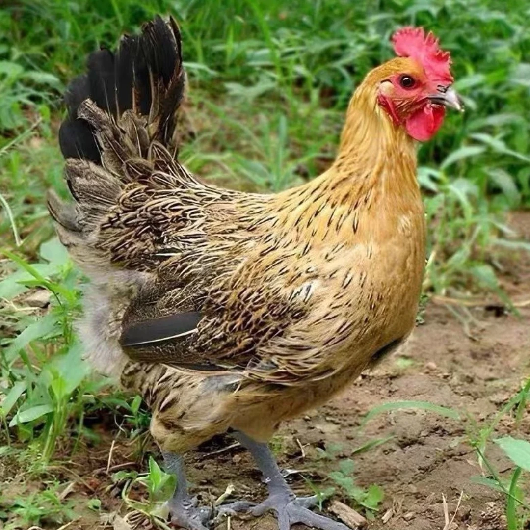 青脚麻羽4只二斤饲养箱带笼子发货a