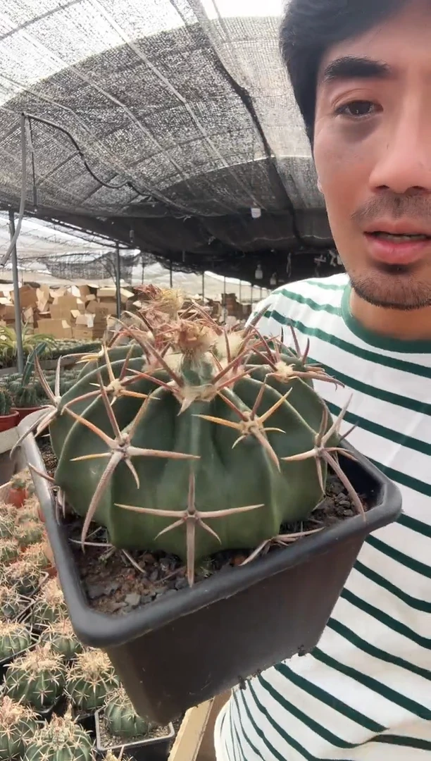 大凌波=============