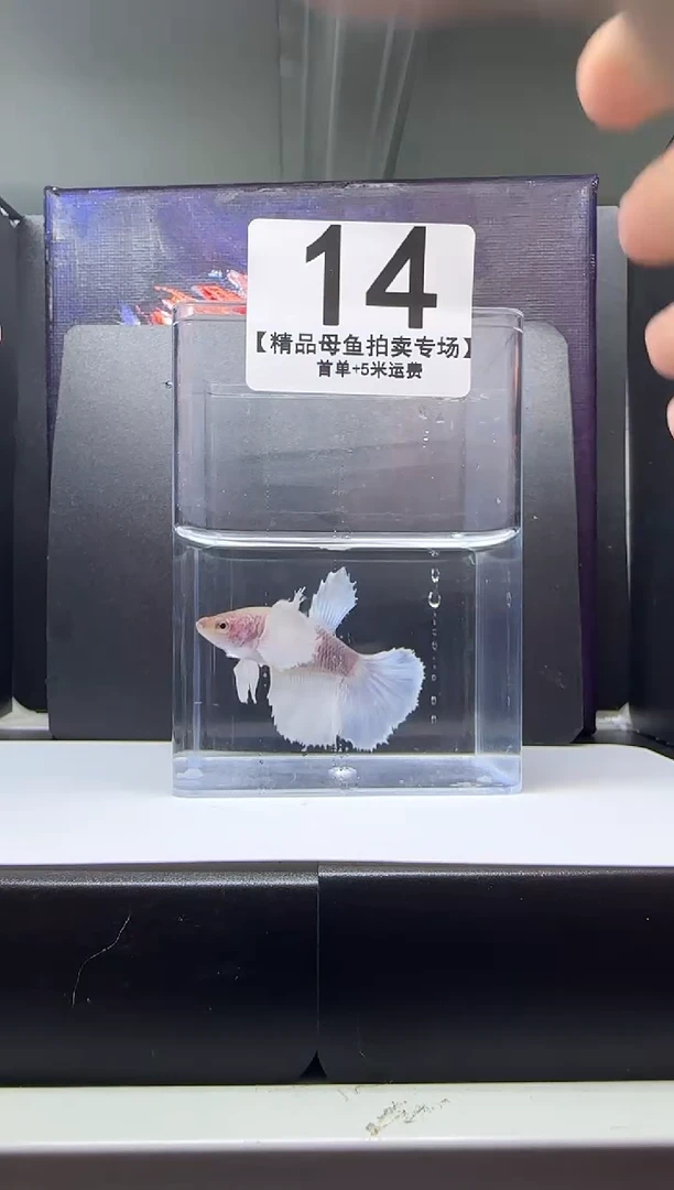 斗鱼母鱼编号：14