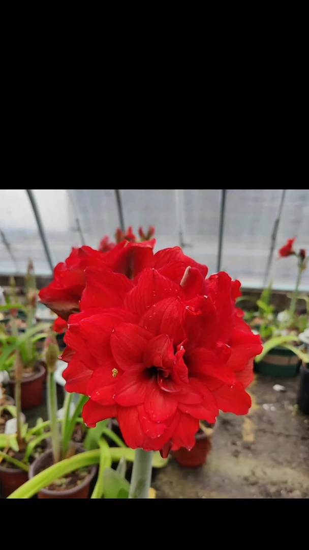 朱顶红双重喜庆5厘米