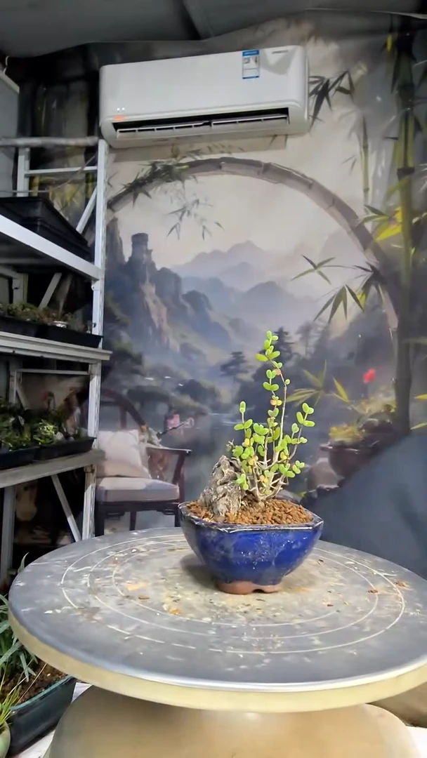 张*，中青园艺一物一拍花53