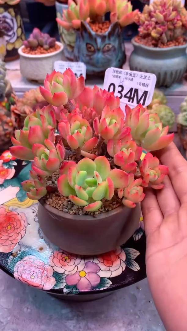 034M（一物一拍，精品多肉，所见即所得 ）