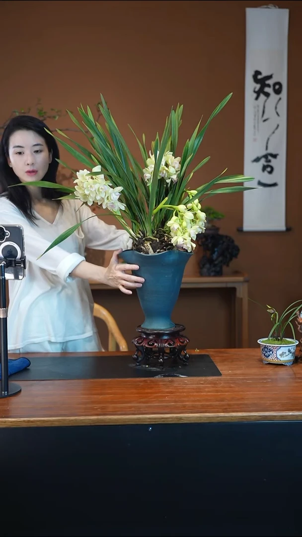 全部花朵白玉香兰盆景盆景盆景