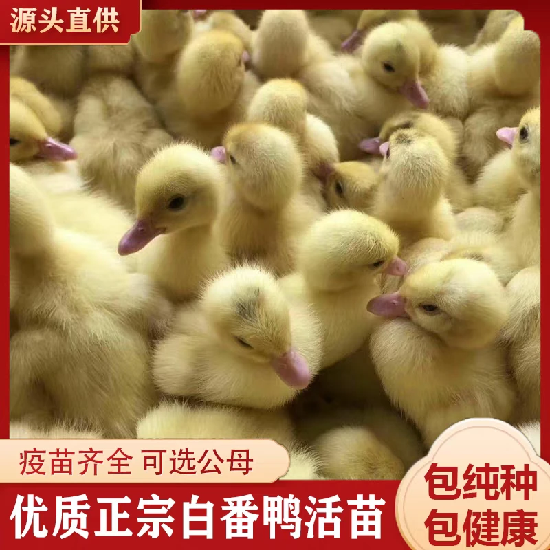 宠物鸭混合鸭苗鸭麻鸭番鸭黑鸭顺丰包邮