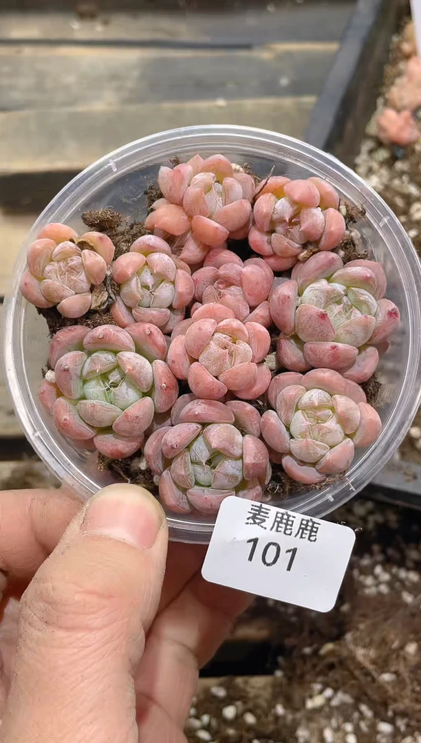 101美人尖      量拍