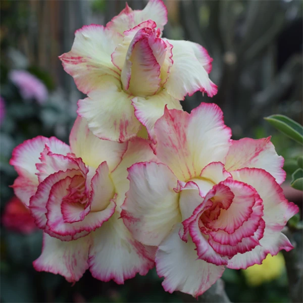 腾泓沙漠玫瑰 75+蛋糕塔 重瓣沙漠玫瑰精品花色大花多层瓣爆花款