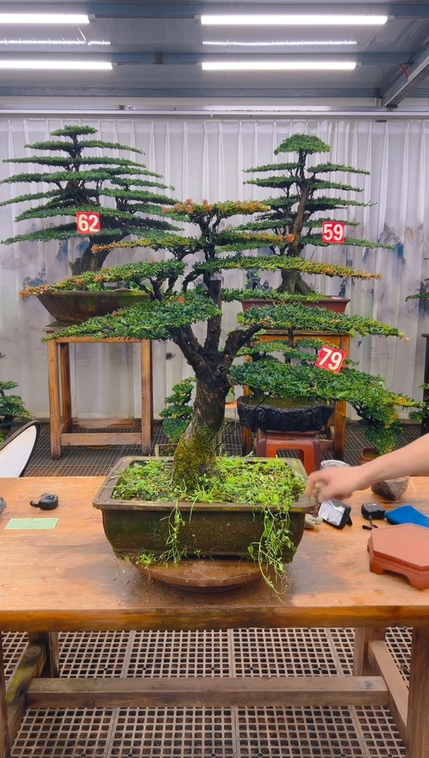 无花朵木*精品盆景直播间一物一拍