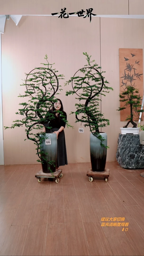无花朵一****师66号链接