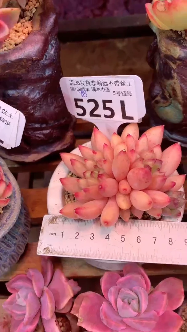 525L（一物一拍，精品多肉，所见即所得 ）