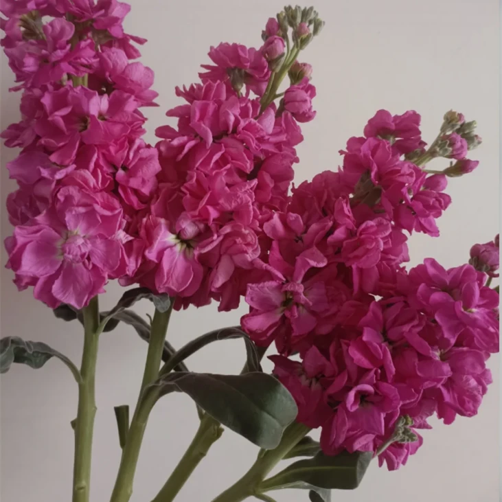 花满忆【玫红色紫罗兰】5枝玫红色紫罗兰任意满两单顺丰包邮三单送花瓶今天拍明天到次日达