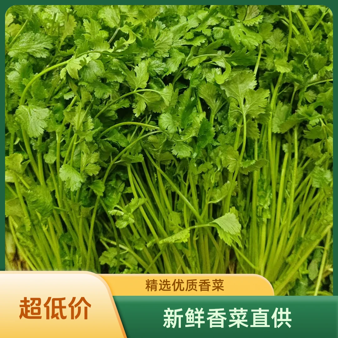香菜500g±20g